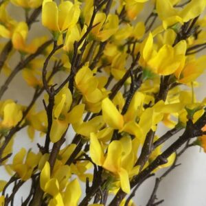 Branche de forsythia