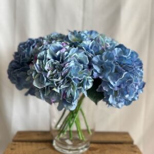 Hortensia bleue