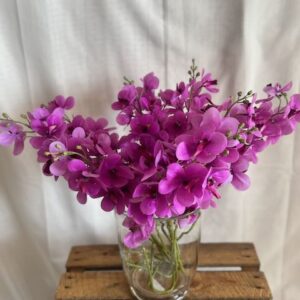 Orchidée Lavende