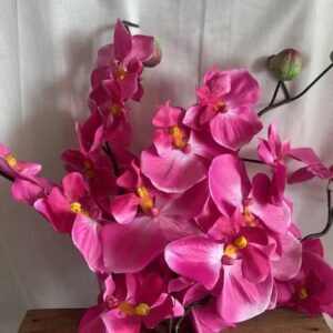 Orchidée rose
