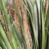 Herbes de pampas en branches – Image 2