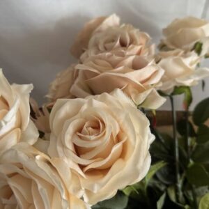 Rose Vintage English rose pale