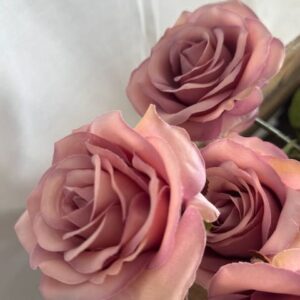 Rose vintage vieux rose